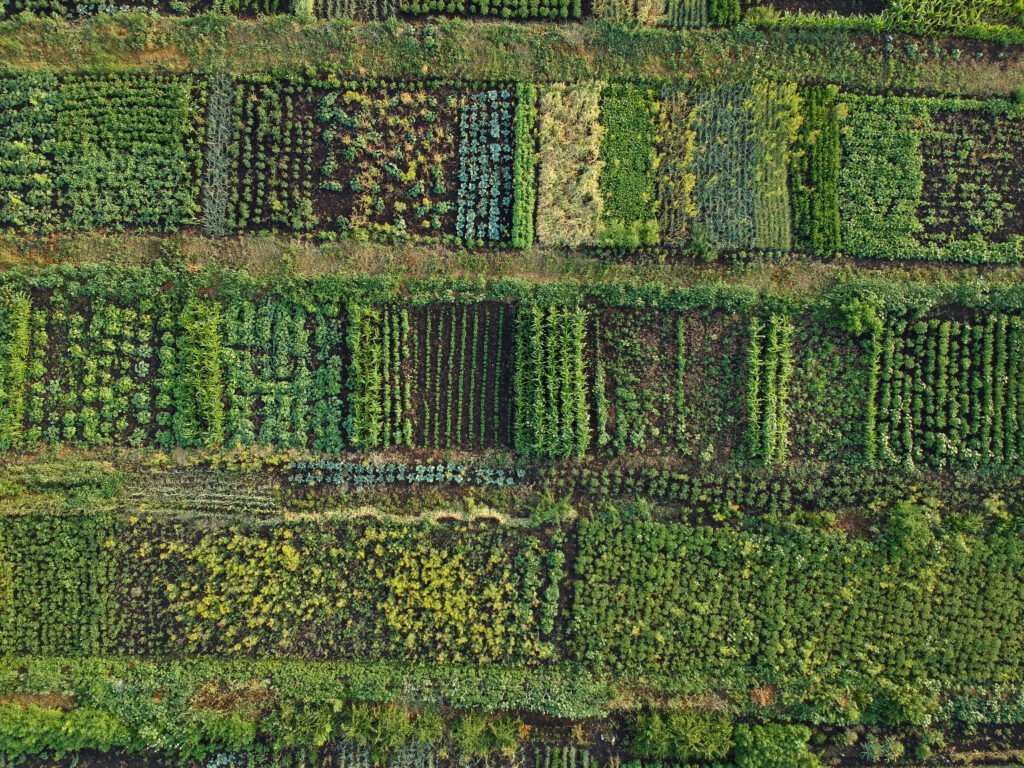 potager permaculture bio vu du dessus