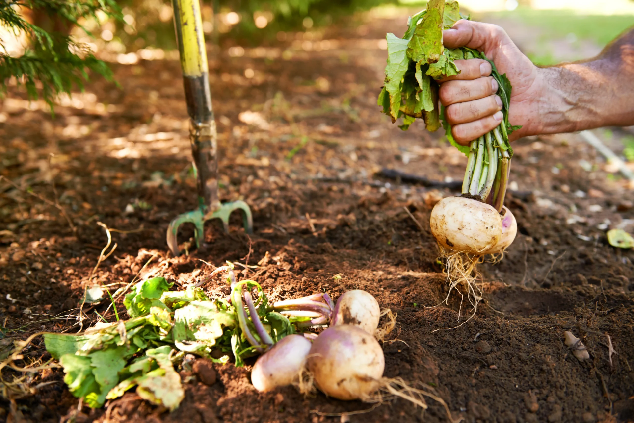 des légumes fraichement sortis de terre