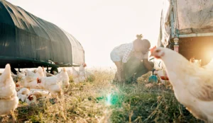 Agricultrice dans un poullailler avec des poules