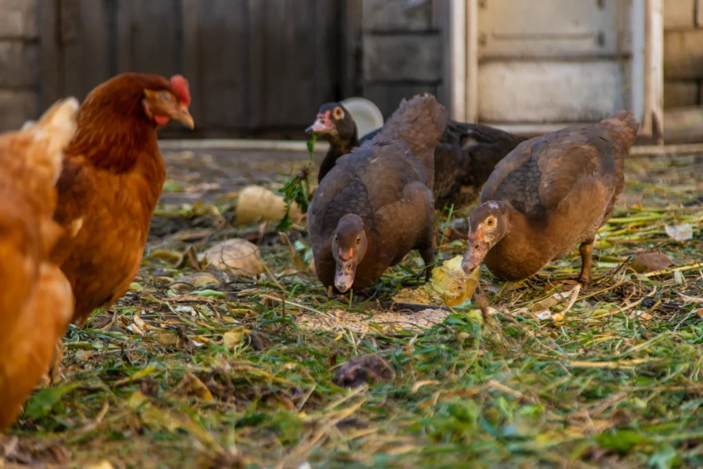 canard et poules dans une basse cours