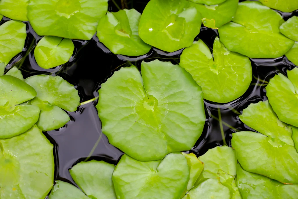 plante aquatique à la surface d'une mare en permaculture