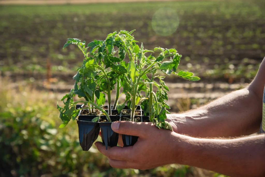 mains qui portent des godets de semis de tomates