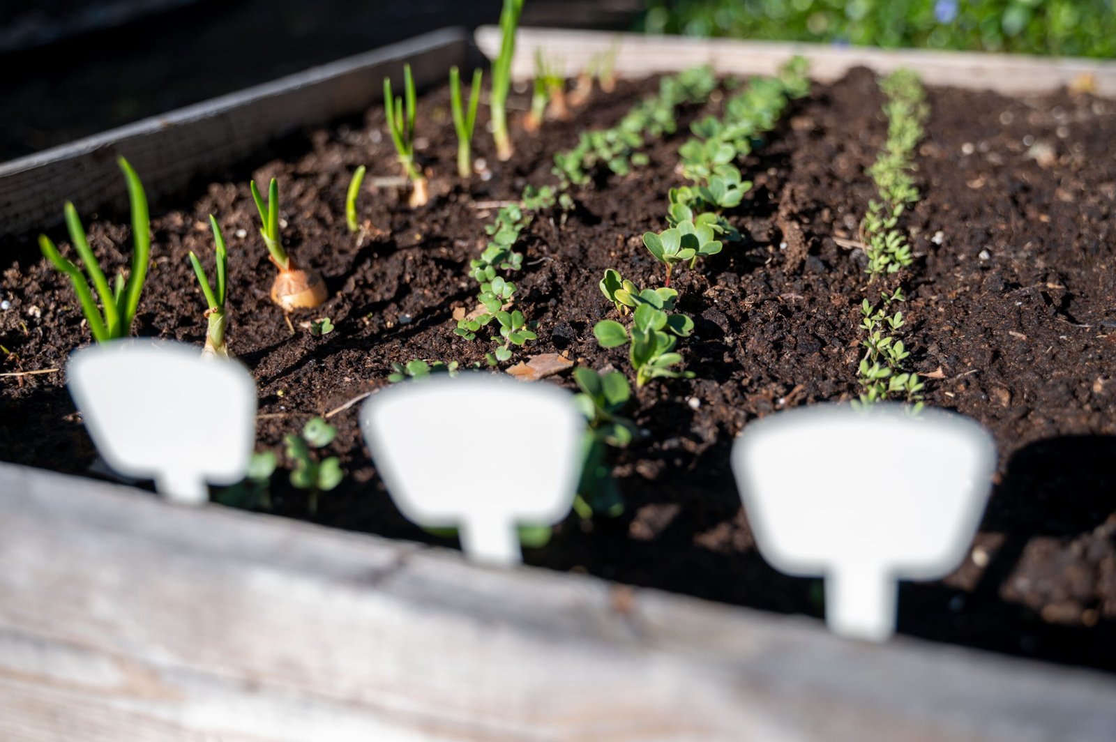 rangée de semis dans un potager