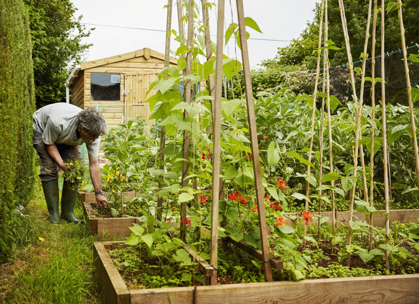 un beau carré potager en permaculture