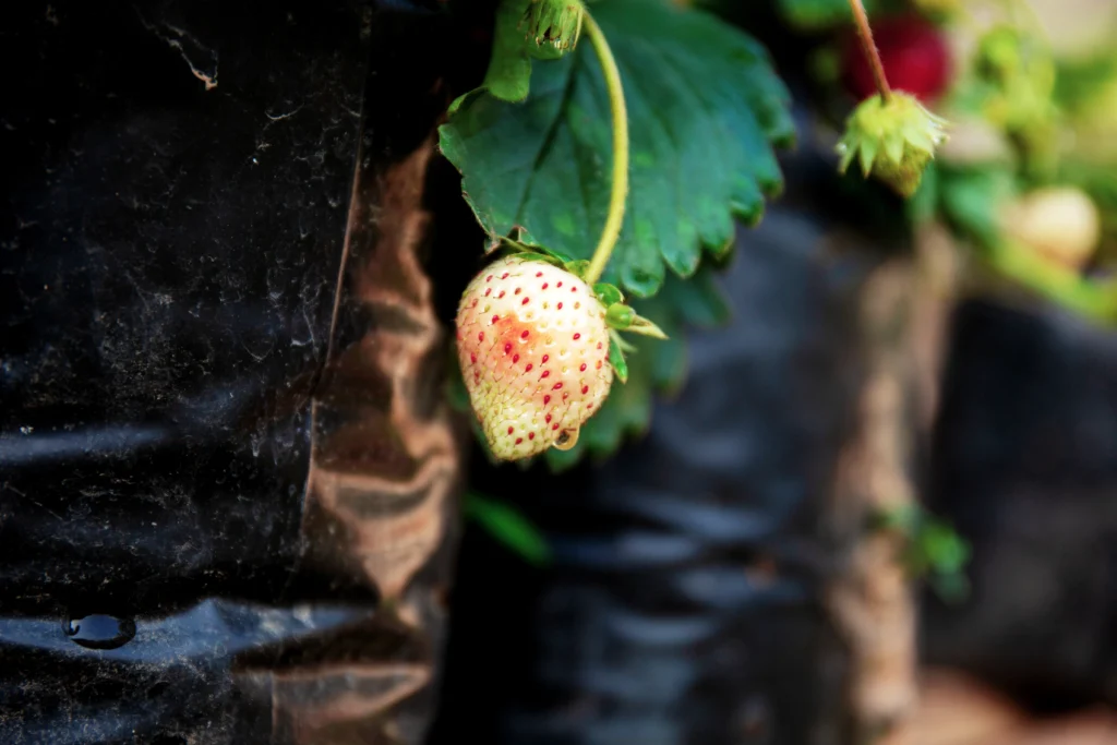 petite fraise pas mûre