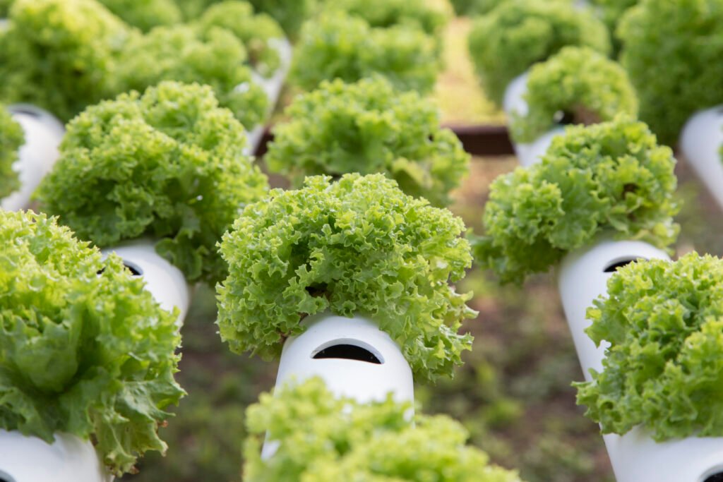 système NFT hydroponique